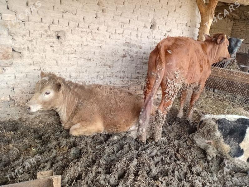 бурлат унажин - Чарджоу - img 1