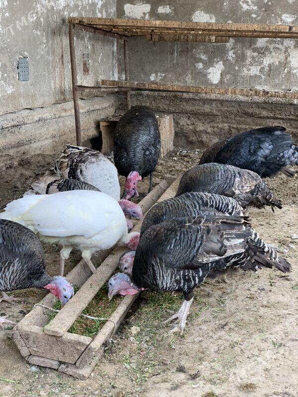 induk - Mary - img 1