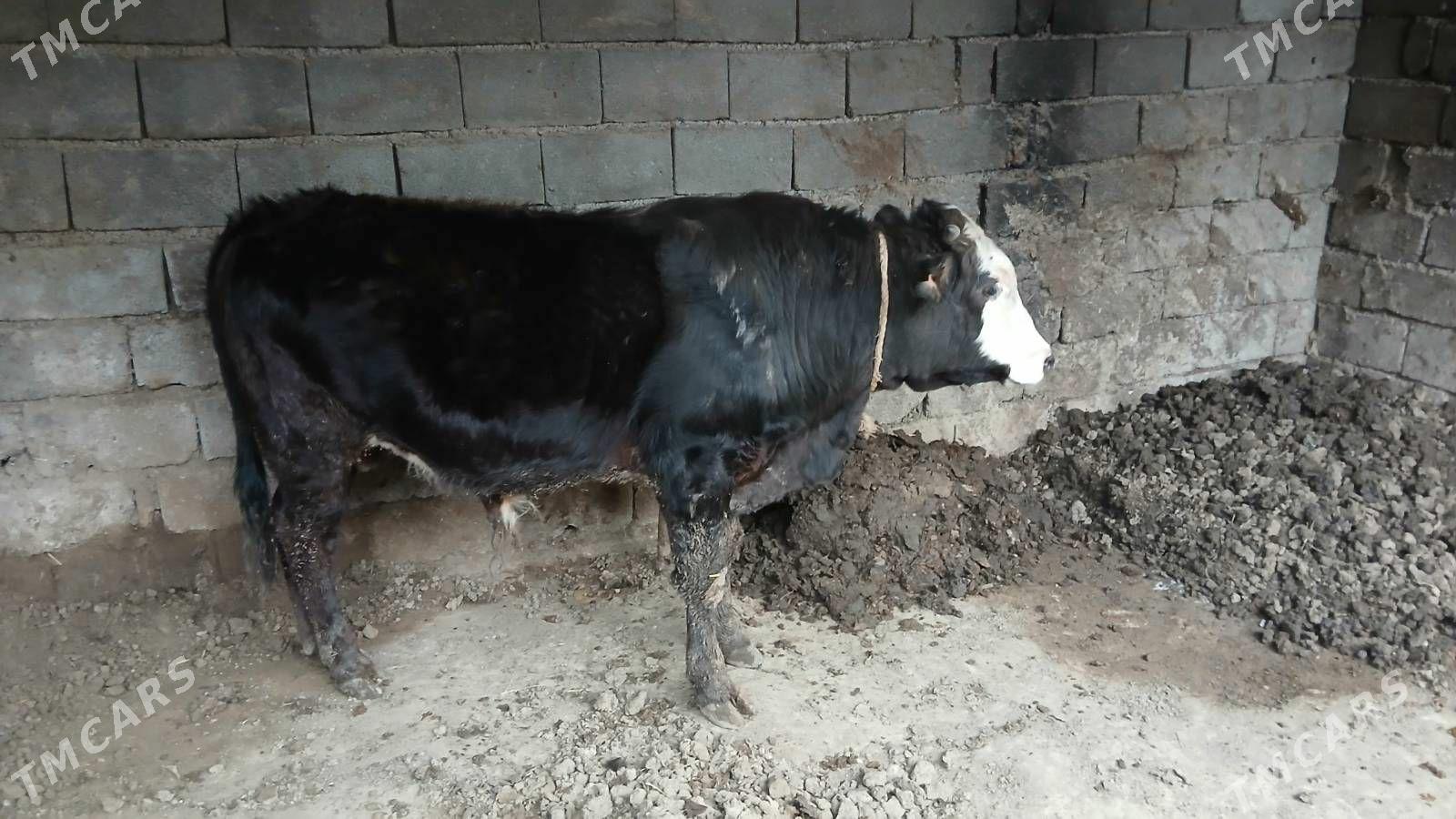 okuz - Ашхабад - img 1