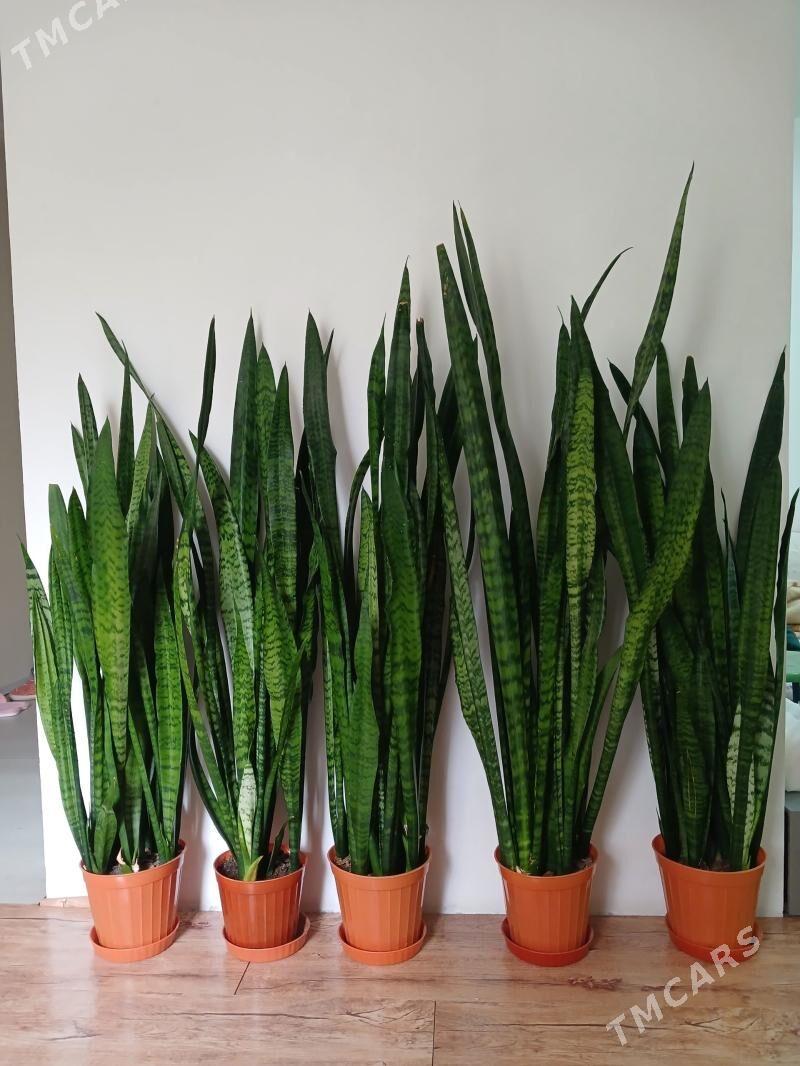 сансевиерия - 1 mkr - img 1