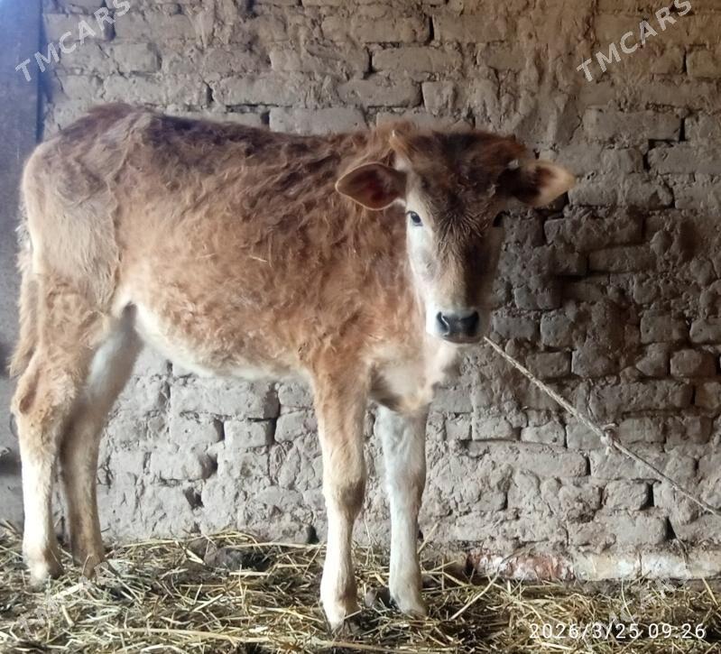 şwet gunajyn - Гарабекевюл - img 1