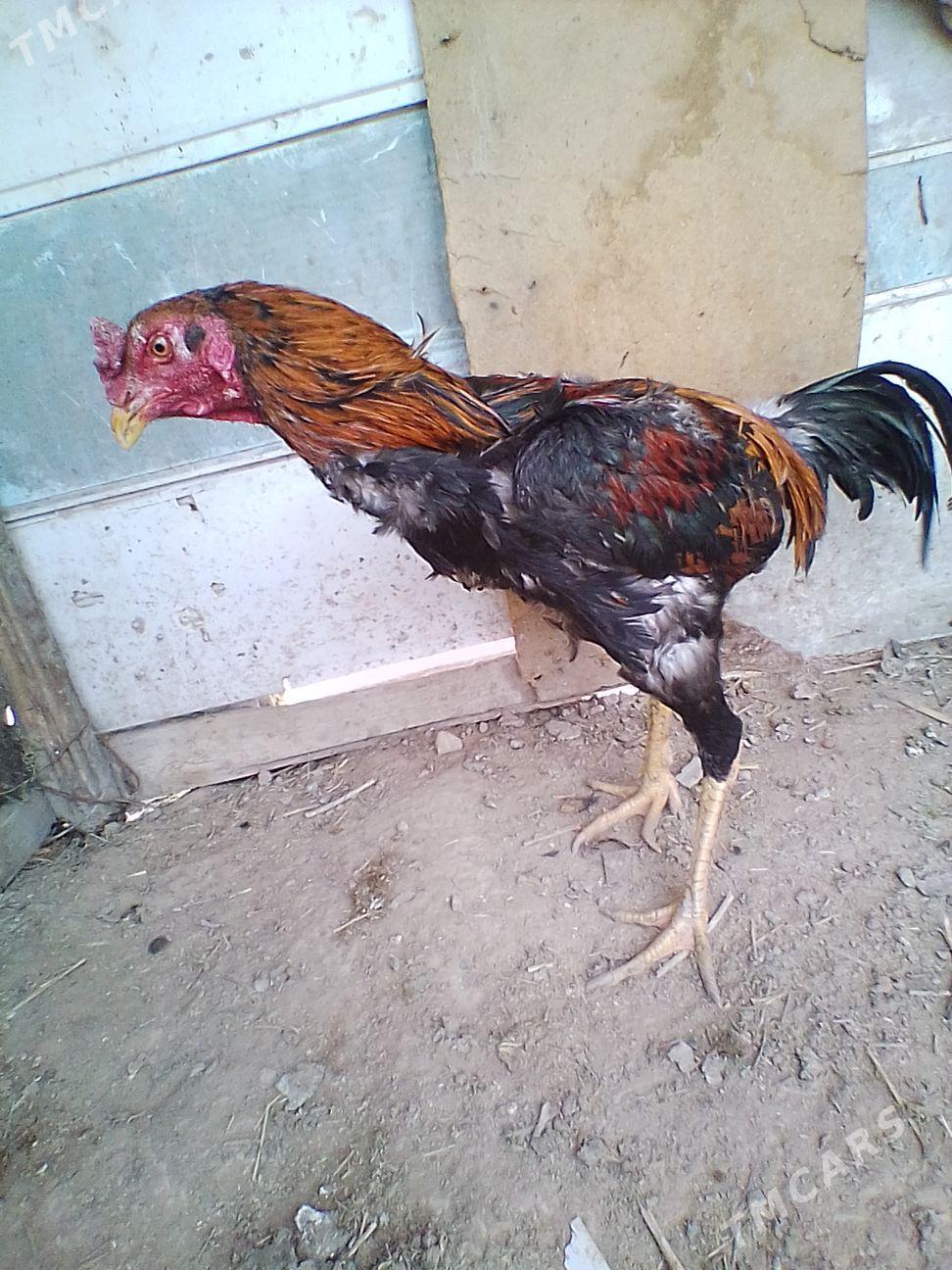 horoz - Байрамали - img 1