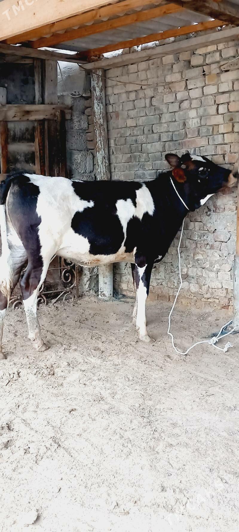 GIBIRIT TUWE. - Gökdepe - img 1