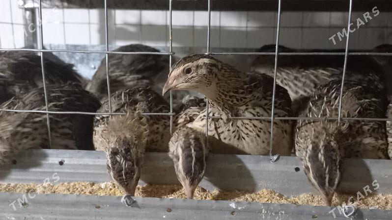 Bedene satlyk - Туркменабат - img 1