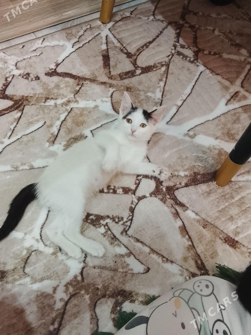 piśik - Мир 7 - img 1