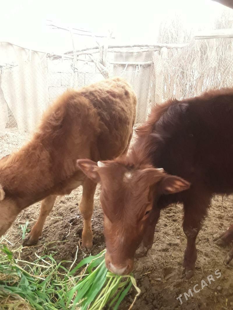 öküzçe - Бабадайхан - img 1