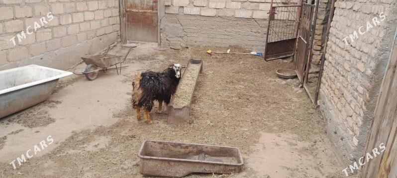 Geci - Гумдаг - img 1