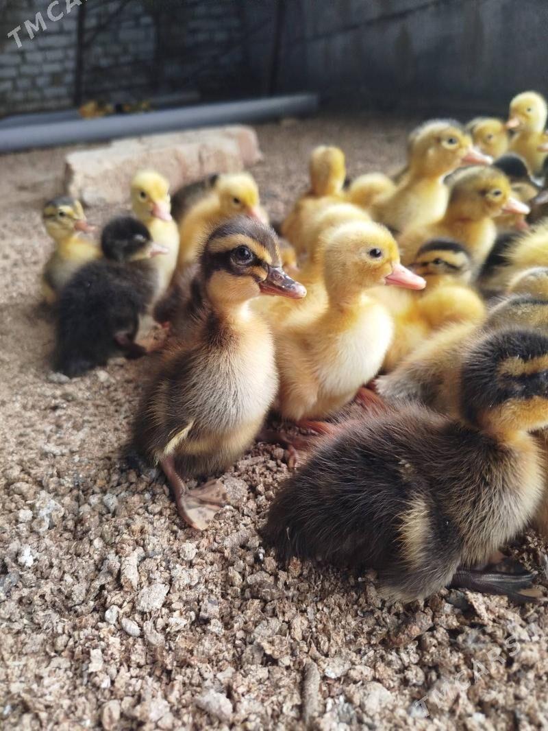 ördek juyjeler - Gökdepe - img 1