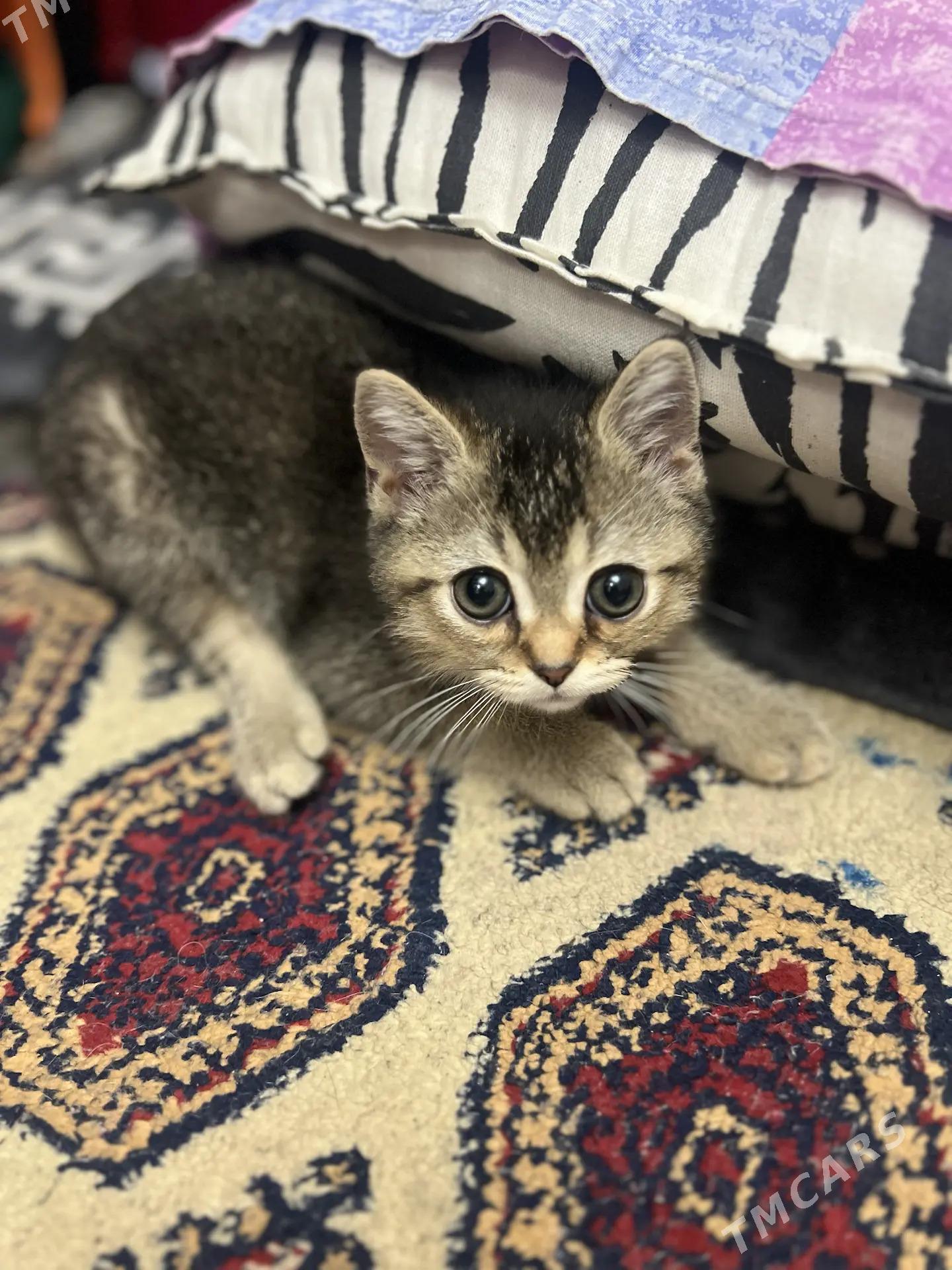 котёнок - Aşgabat - img 1