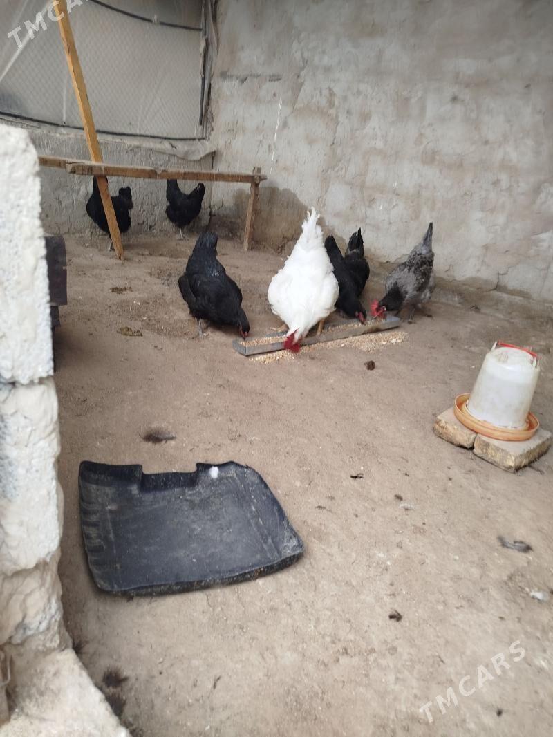 towuk gigan yumurtga - Herrikgala - img 1