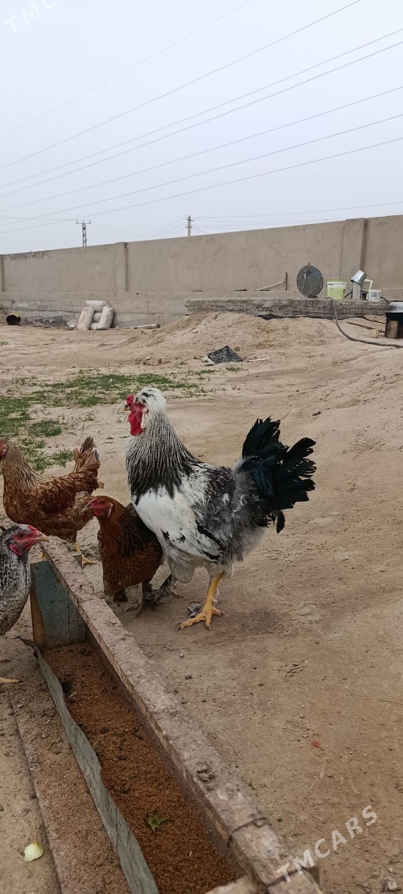 horaz dwoyka - Мары - img 1