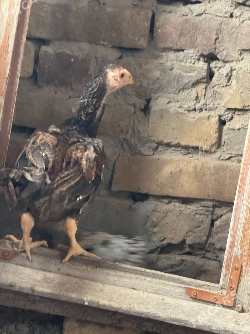 байсогу жуже - Туркменабат - img 1