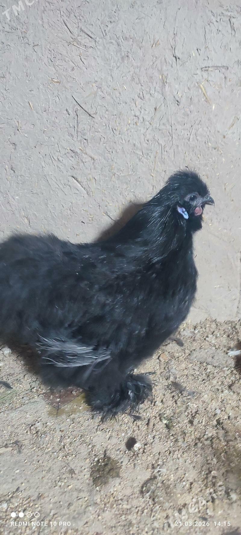 Karlik towşan tüý horaz - Дашогуз - img 1