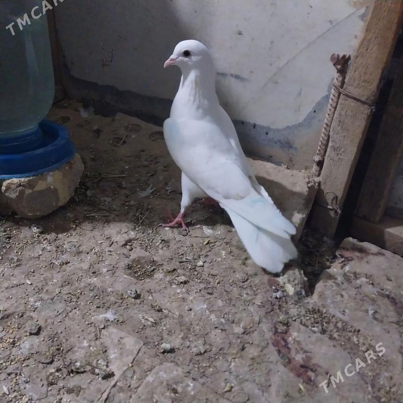 KEPDERI. - Мургап - img 1