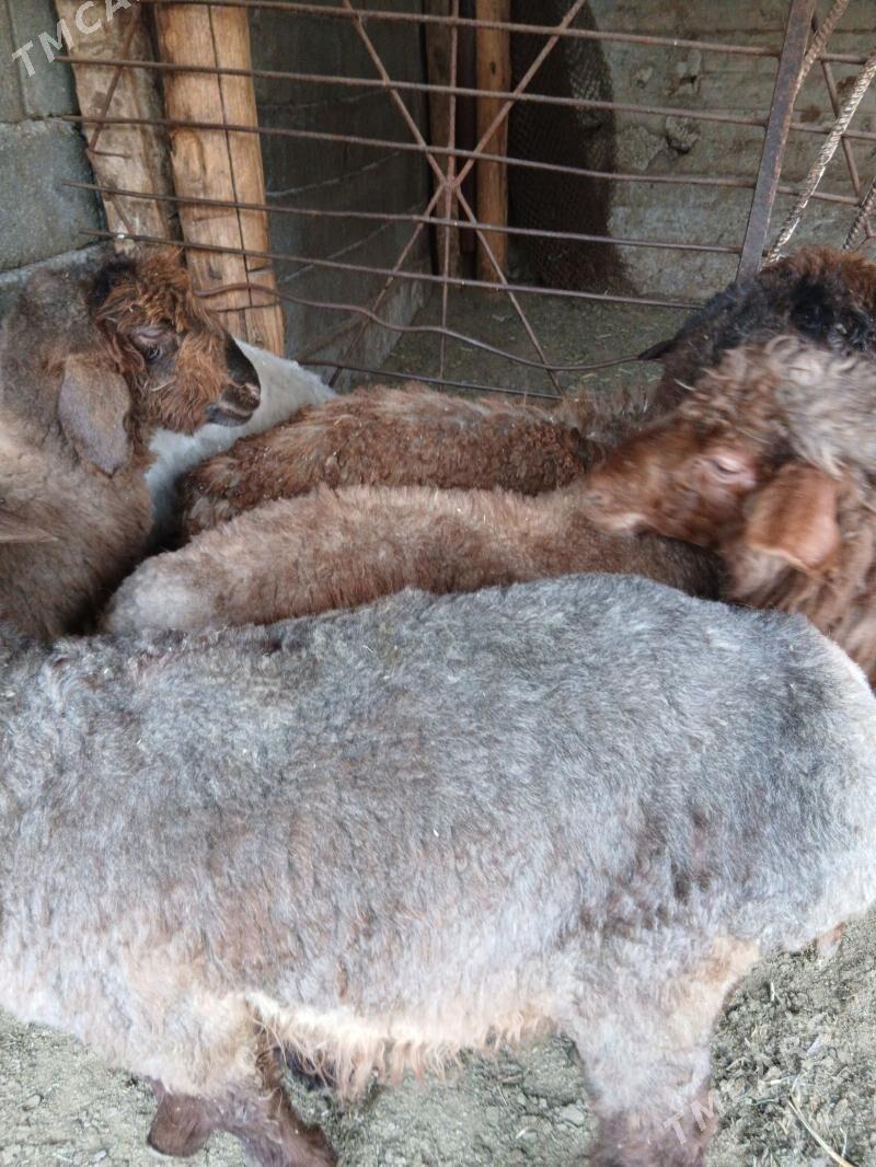 Goyun tokly issek - Garadamak Şor - img 1