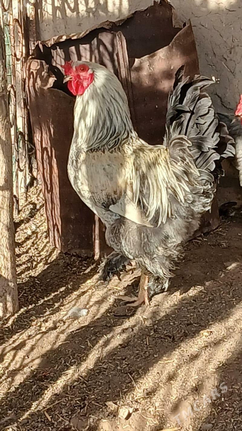 Brama horaz - Şabat etr. - img 1