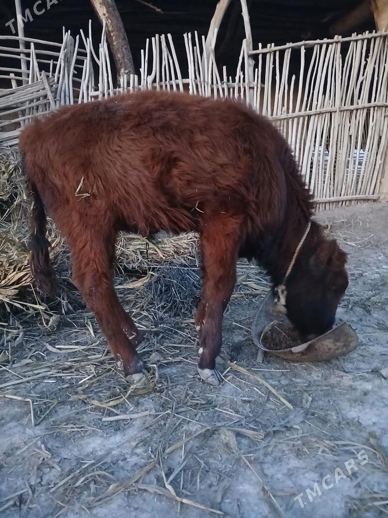 Okuz we Gacar satilyar - Gubadag - img 1