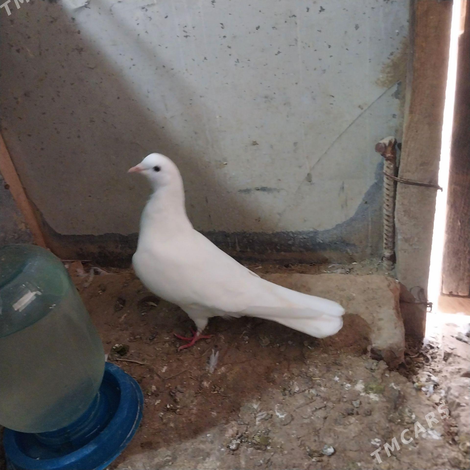 KEPDERI. - Мургап - img 1