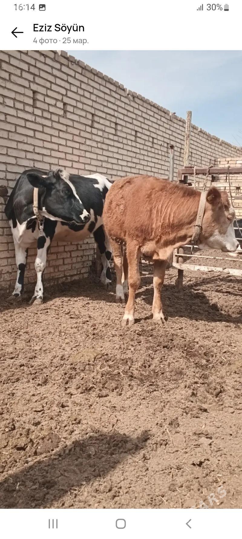 semental galesteyin gulajyn - Мары - img 1