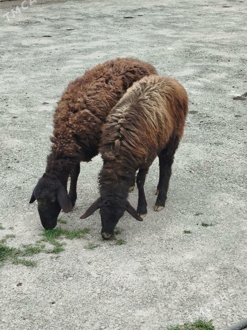 Goyun - Bagyr - img 1