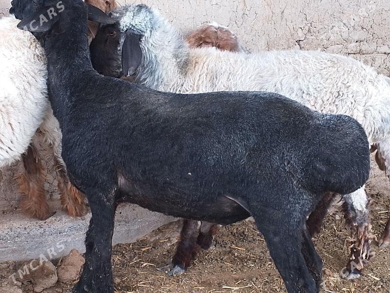 Goçlar - Векильбазар - img 1