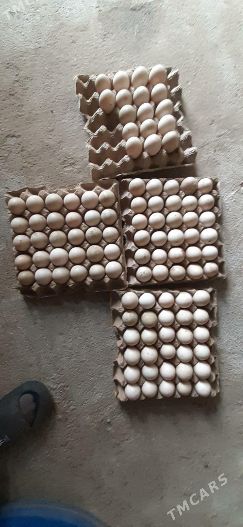 yumurtga - Mary - img 1