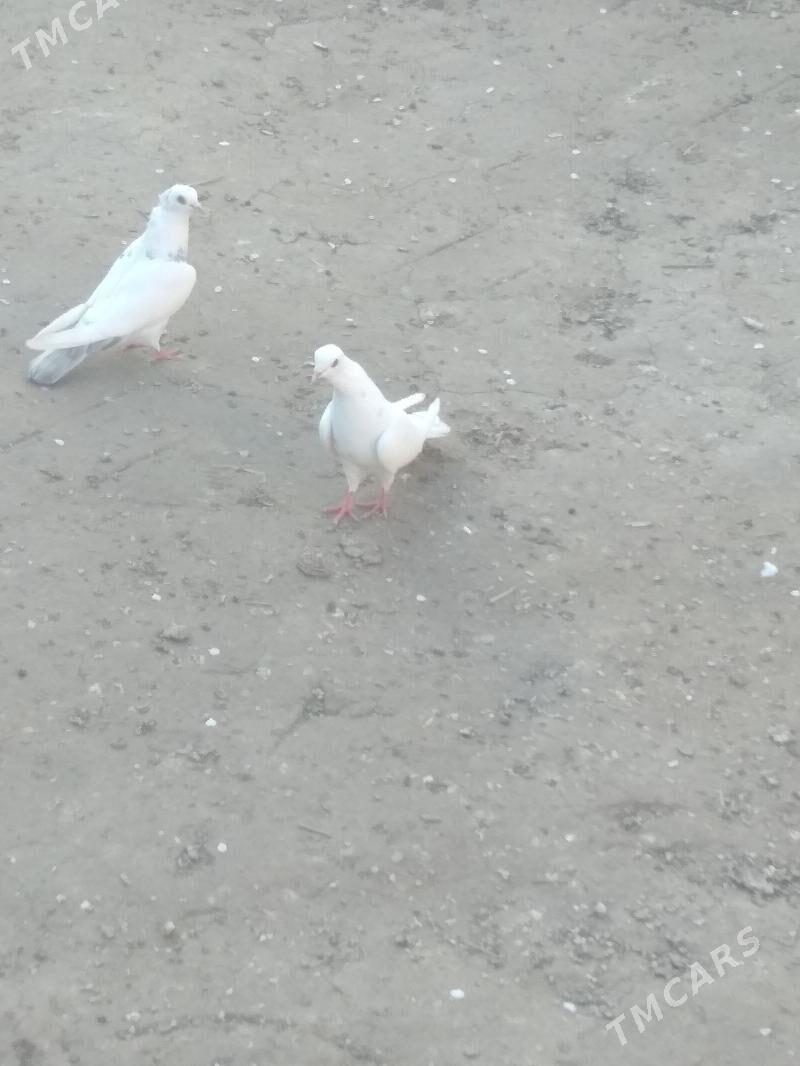 kepteri - Туркменабат - img 1