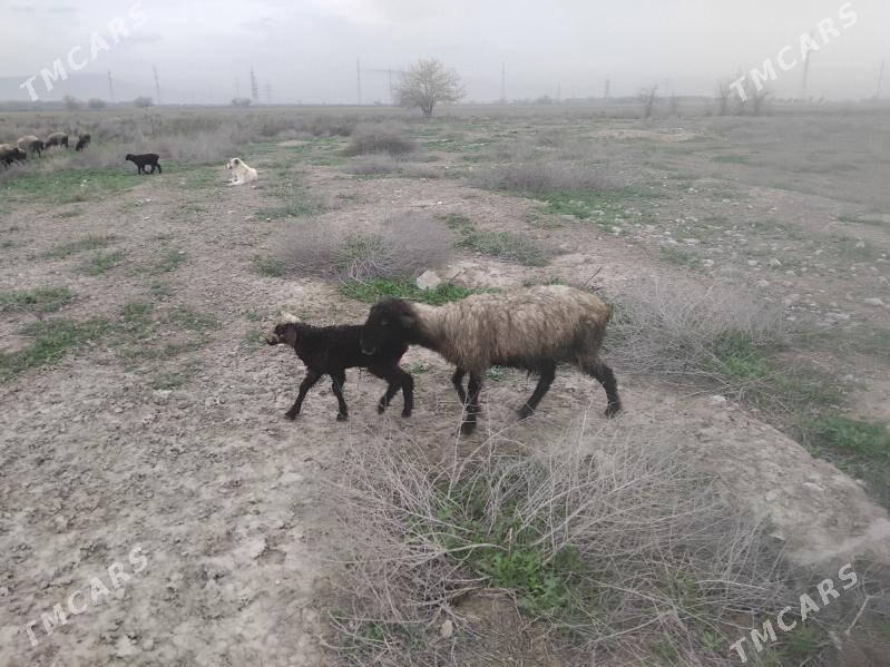 guzyly goyun - Gökdepe - img 1