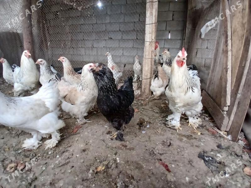 towuk - Aşgabat - img 1