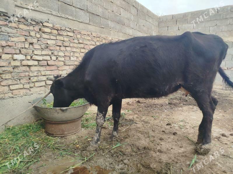 goleli sygyr - Кака - img 1