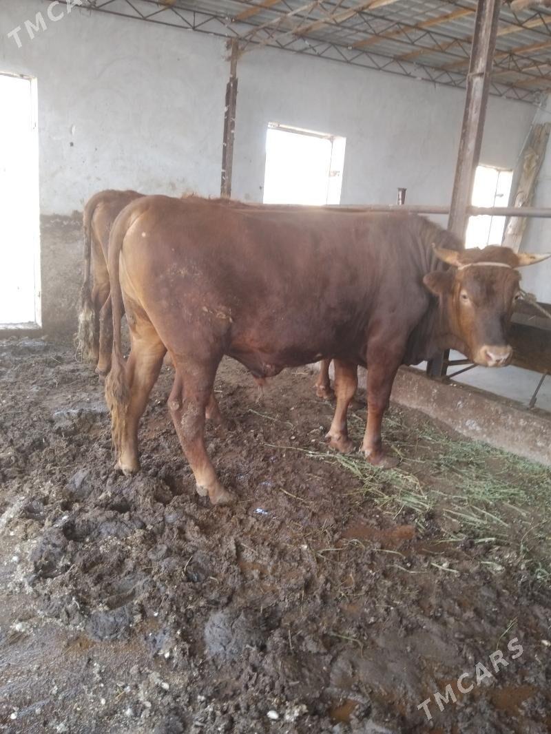 semiz öküzler - Türkmenabat - img 1