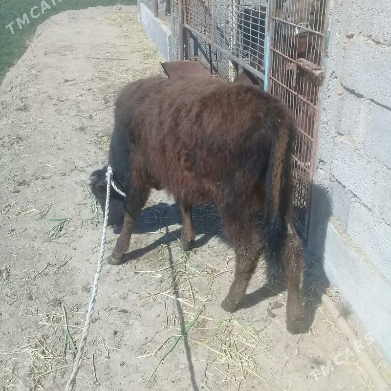 okuzce - Бабадайхан - img 1