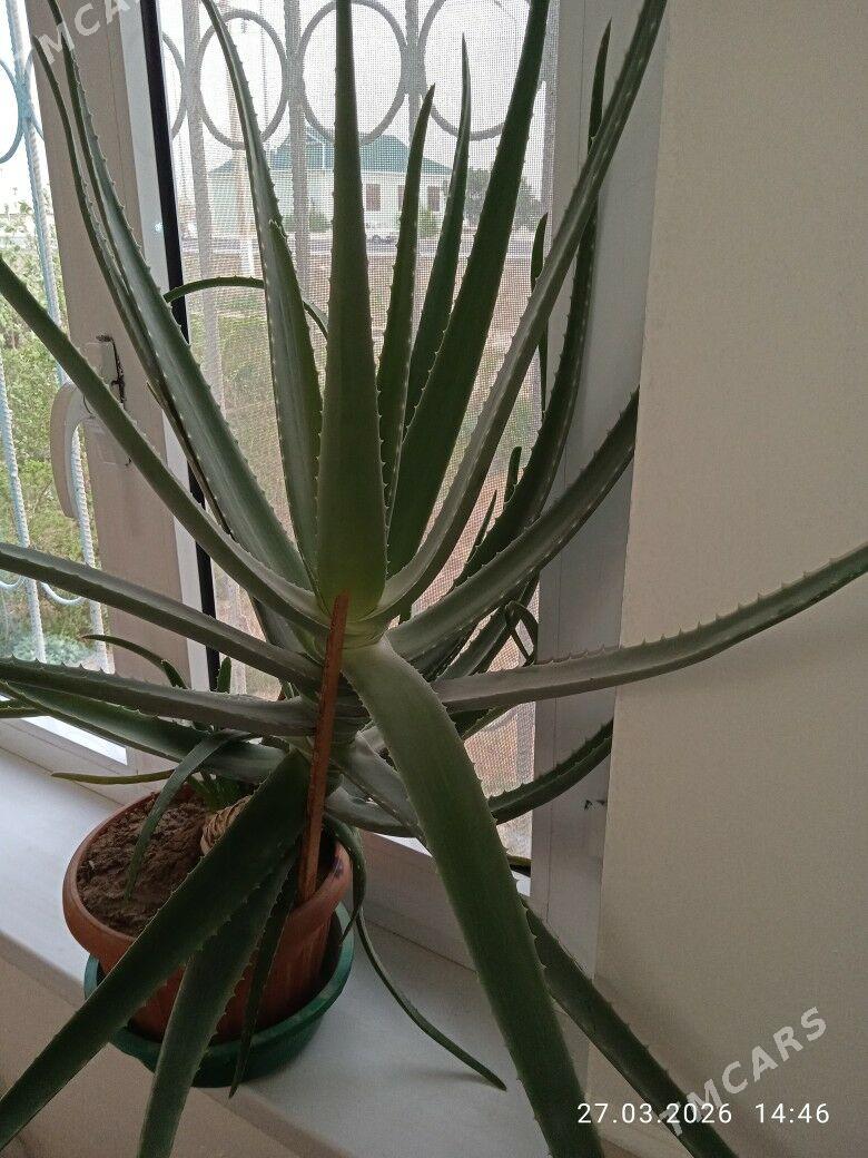 Aloye - Mary - img 1