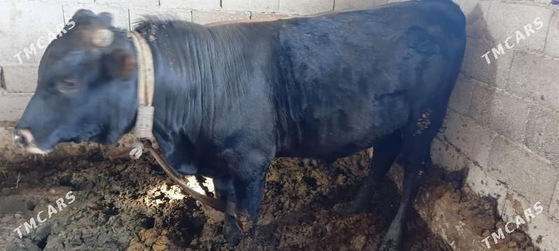 okuz - Бабадайхан - img 1