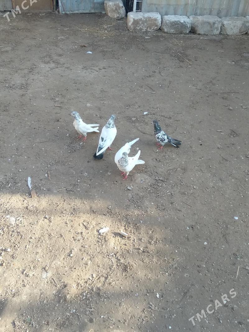 kepteri - Türkmenabat - img 1