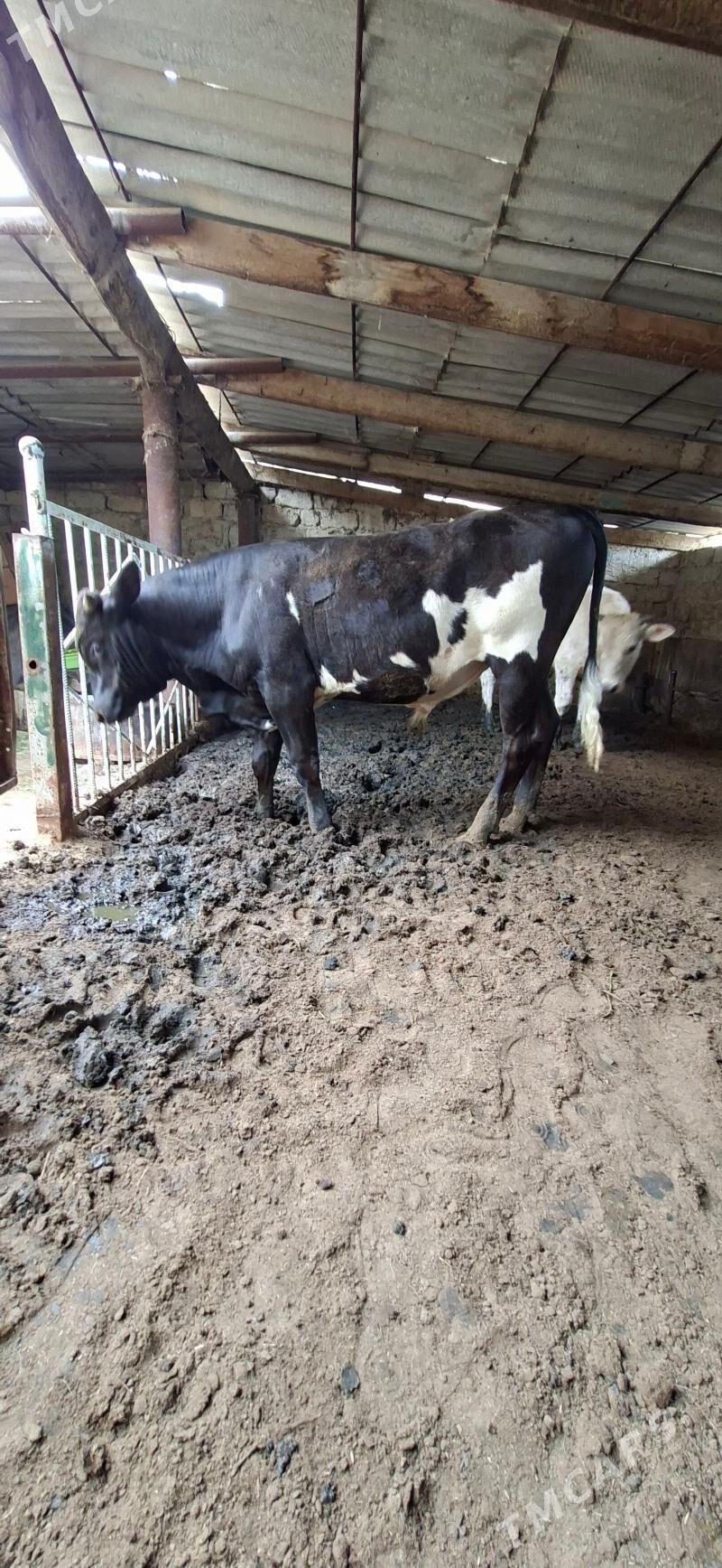 Öküz - Büzmeýin - img 1