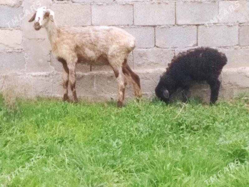 Guzuly goyun geci - Анев - img 1