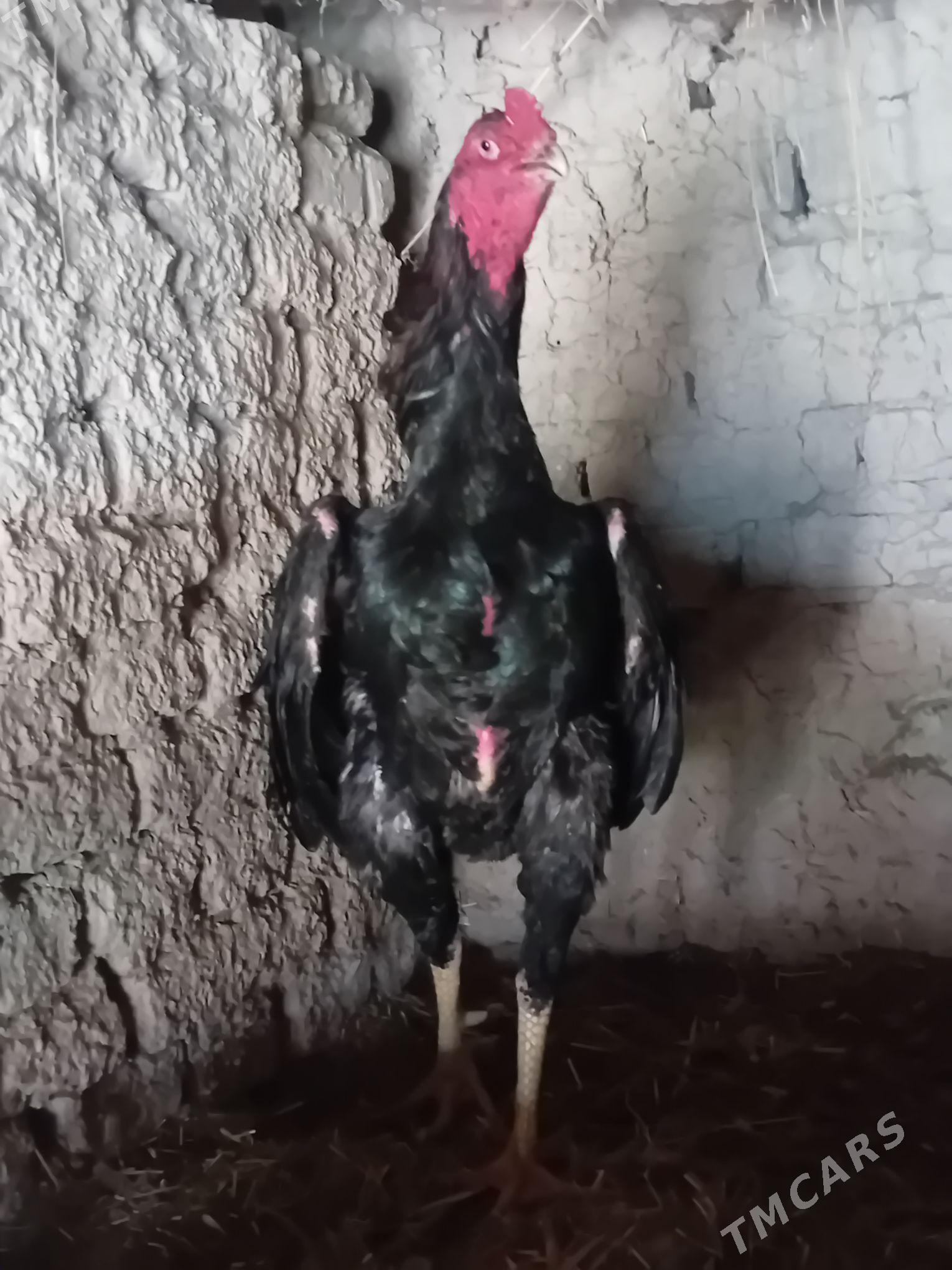 horaz - Wekilbazar - img 1