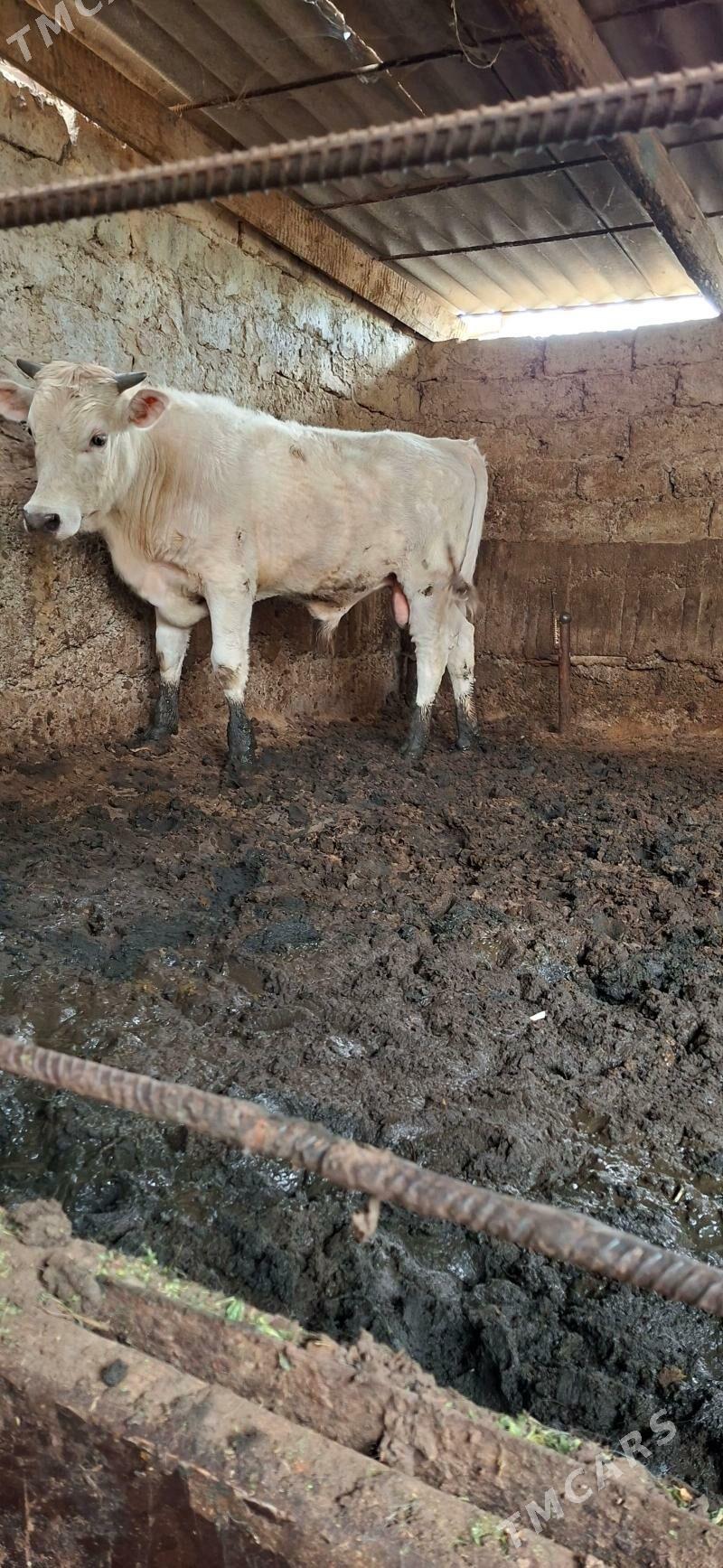 Oküz - Бузмеин - img 1