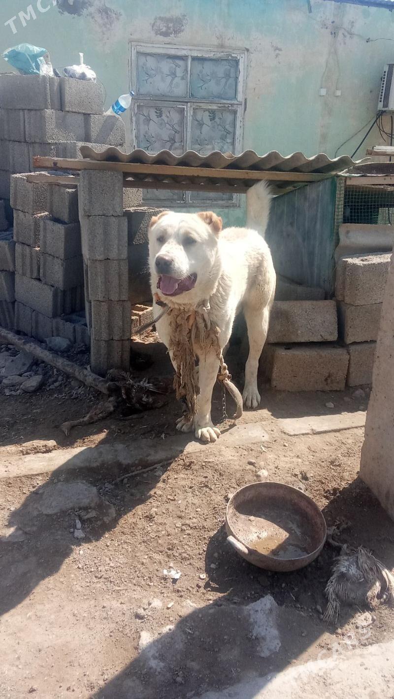 Akguş it Alabaý - Бузмеин - img 1