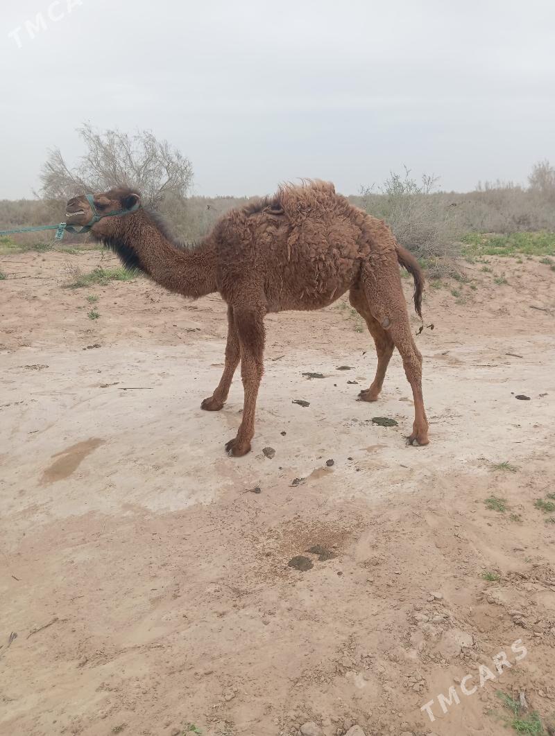 Duye - Векильбазар - img 1