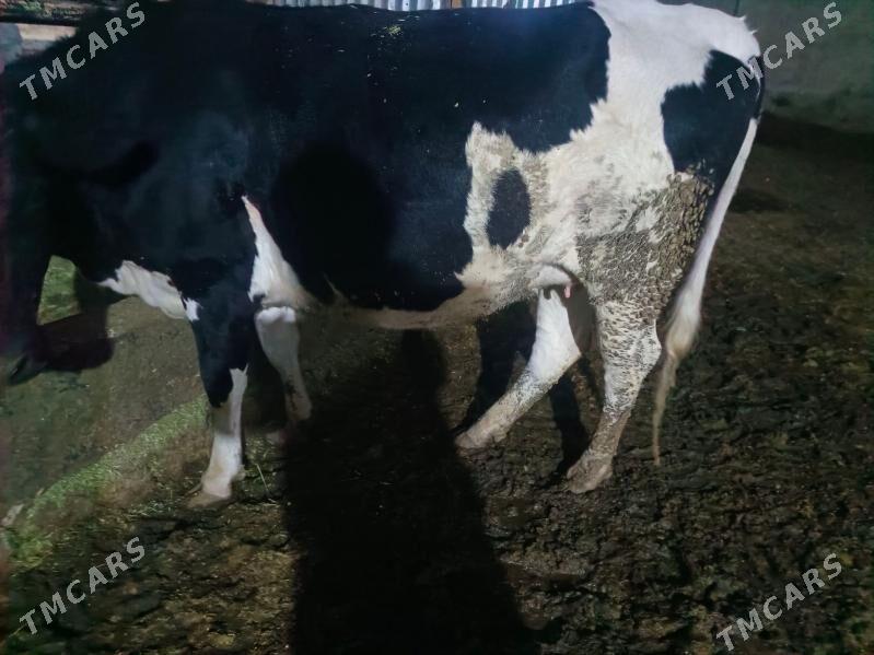 golşteýn bogaz - Векильбазар - img 1