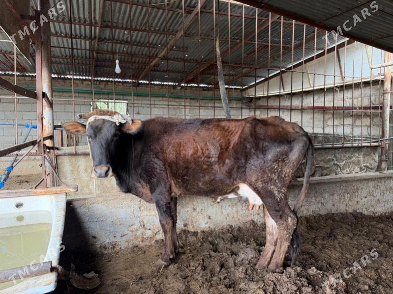 tohum sygyr - Ak bugdaý etraby - img 1