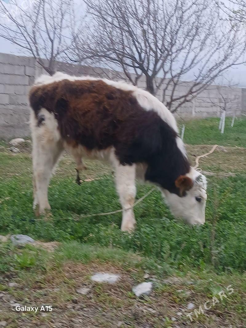 ÖKİZ - Bäherden - img 1