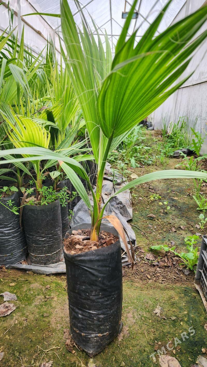 Palma - Пальма - Багир - img 1