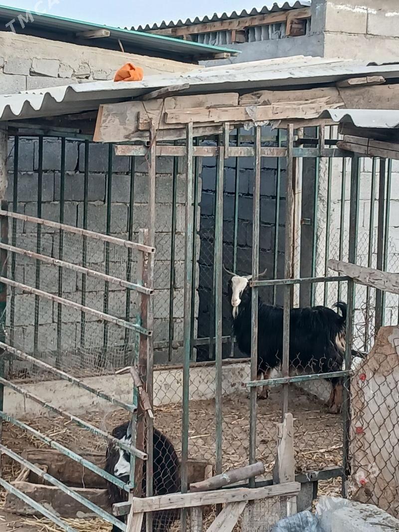 erkec bn geci - Гёкдепе - img 1