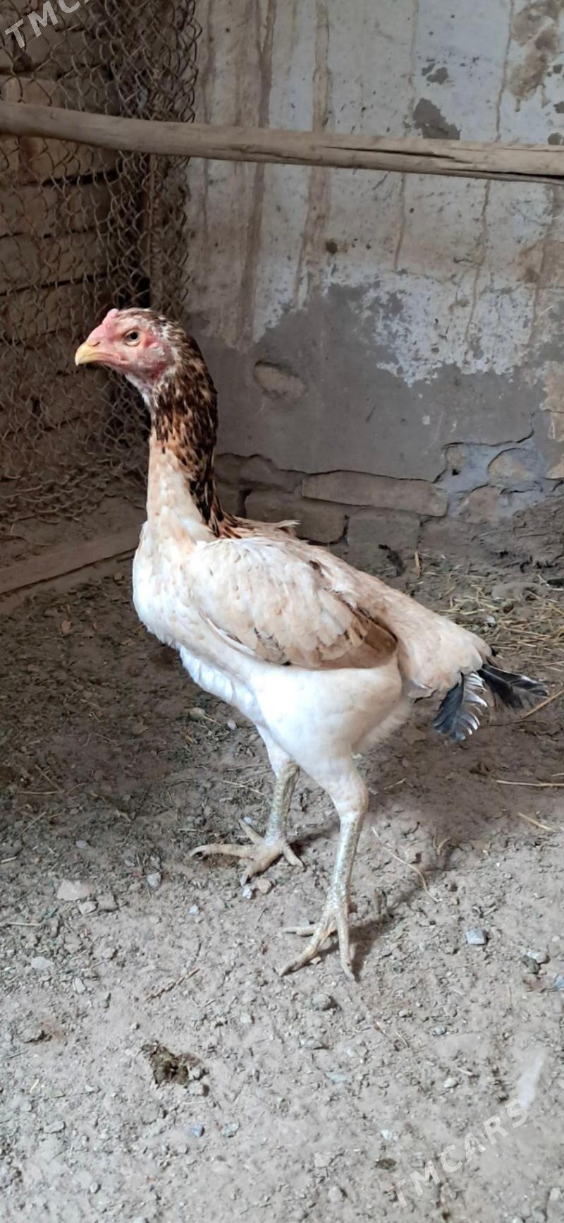 товуклар - Дашогуз - img 1