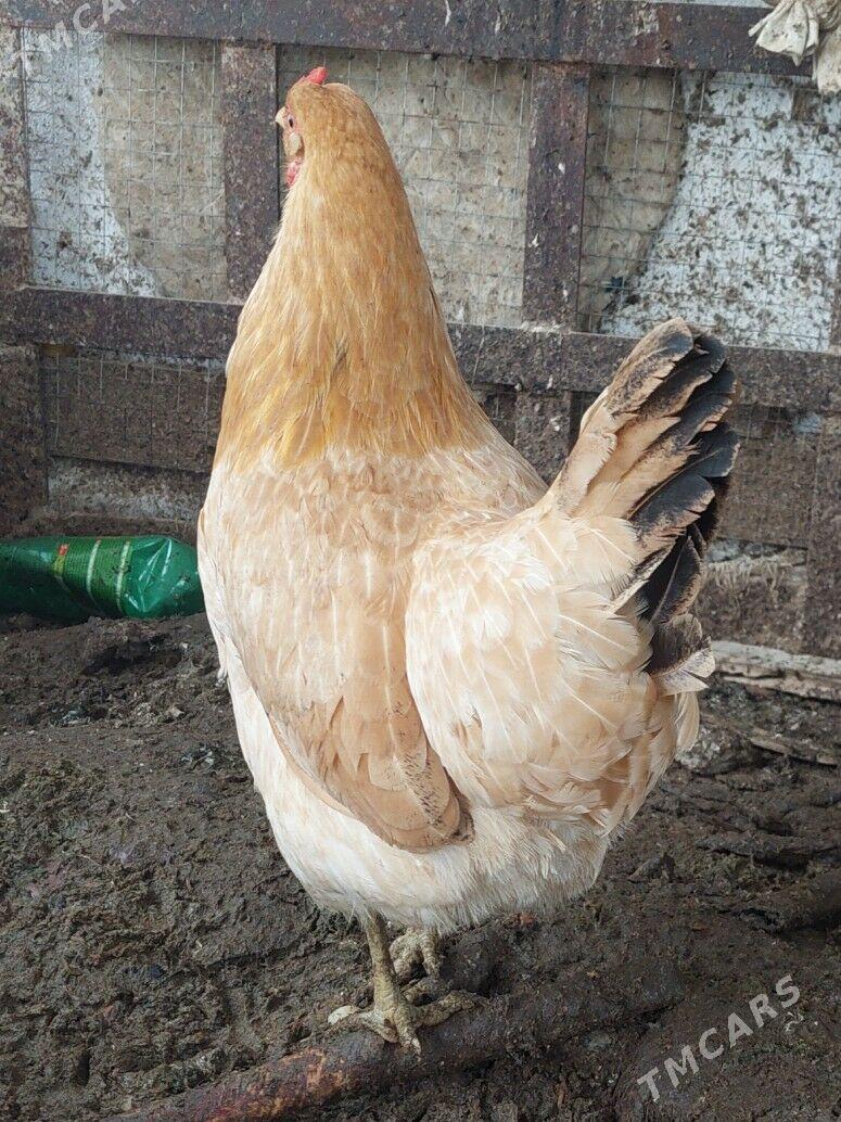 Towuk - Тязе заман - img 1