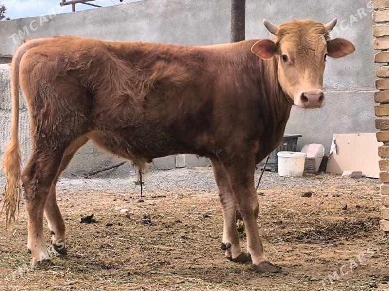 okuz - Çoganly - img 1