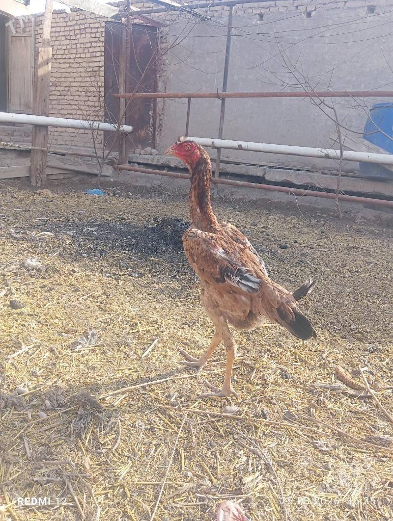 tovuk paroda - Дашогуз - img 1